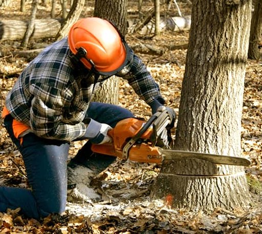 Tree Removal in Chalk Hill, PA
